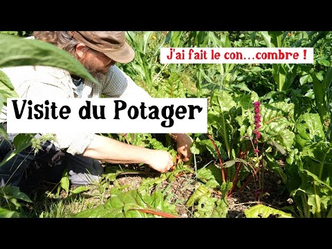 Concombres et Cornichons au potager (petite visite début juin)
