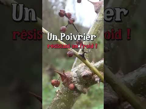 Cultiver un poivrier au jardin ! #permaculture