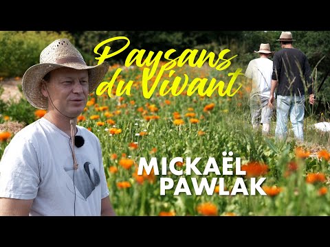Plantes aromatiques et médicinales sur sol vivant - Paysans du vivant
