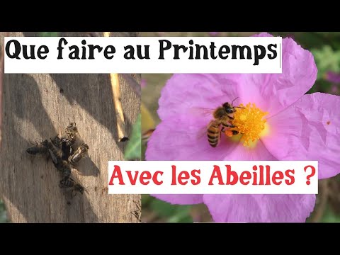 Comment avoir des abeilles ? (Et autres activités de printemps)