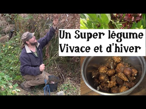 Un Super légume d&#039;hiver et vivace ! (Apios americana)