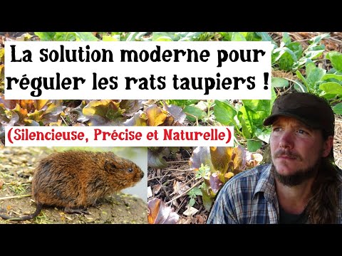 Solution écologique pour réguler les rats taupiers (campagnols) au jardin !