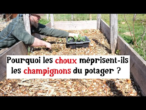 Savez-vous planter les choux ?