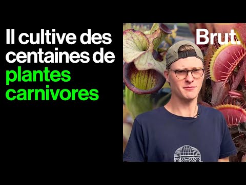 Plantes carnivores : Enzo nous ouvre sa plantation