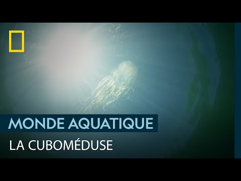 La cuboméduse d&#039;Australie, menace sous-marine