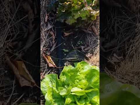 Potager : est-ce qu&#039;il existe une concurrence entre les arbres et les légumes ?