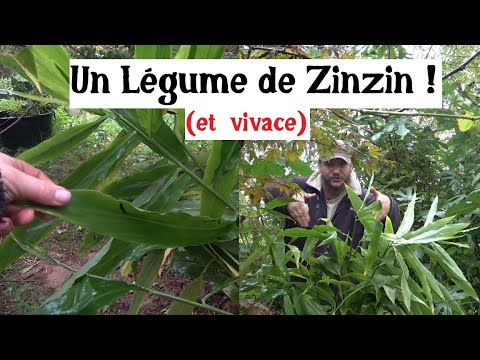 Un légume vivace de Zinzin (le Mioga)