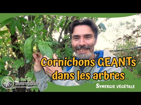 Des concombres et cornichons géants dans les arbres !