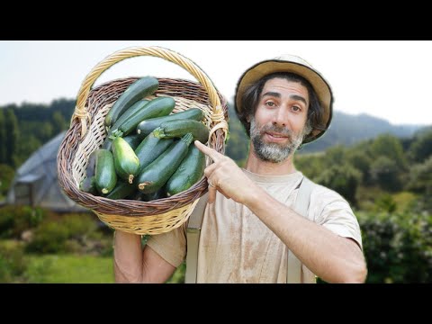 SIMPLE et EFFICACE : La COURGETTE 🌱
