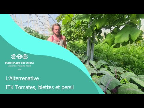 Fiche ITK - Tomates, blettes et persil - Alterrenative