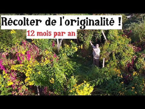 12 plantes pour récolter toute l&#039;année.