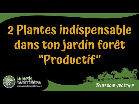 2 plantes indispensables à ton jardin forêt productif