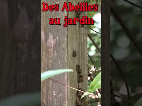 Avoir des abeilles au jardin #jardin #ruche #abeilles