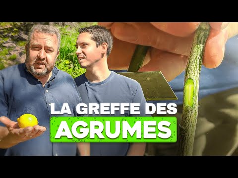 La GREFFE des AGRUMES: Techniques Simples et Conseils d&#039;Experts