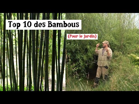 les 10 meilleurs bambous à cultiver ! (presque)