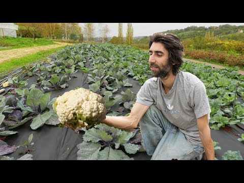 Cultiver des CHOUX sans travail du sol !