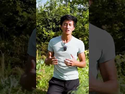 @jigme nous parle d&#039;une variété de tomate productive : La tomate Russe
