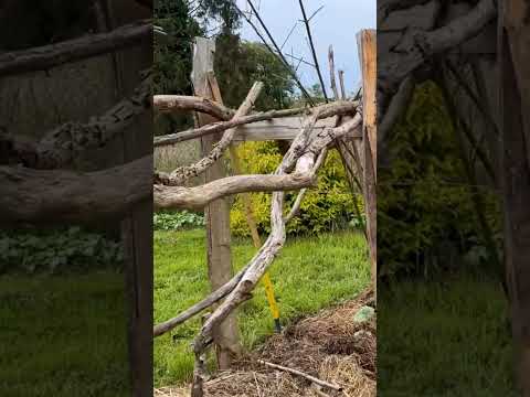 Une structure simple et massive pour soutenir des courges au potager #jardin