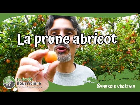 La Prune Abricot