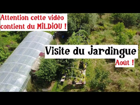 Visite du jardin Août. J&#039;ai attrapé le mildiou ! .