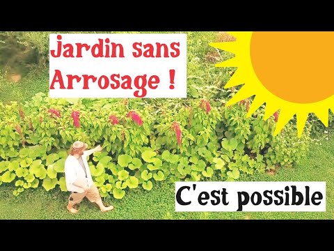 Un potager sans arrosage, c&#039;est possible !