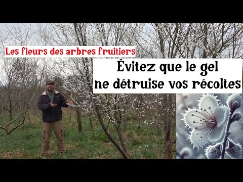 Fruitiers &amp; Gelées Tardives (Astuces et Techniques pour Réussir)