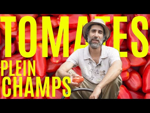 SIMPLE et EFFICACE : Des TOMATES sans IRRIGATION