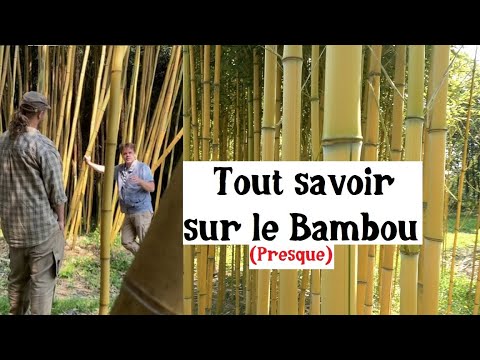 Cultiver du Bambou ! (Cette herbe géante est incroyable)