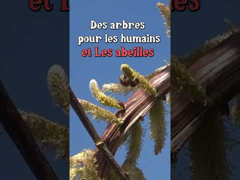 Des Arbres pour les Abeilles ! (entre autres) #biodiversité