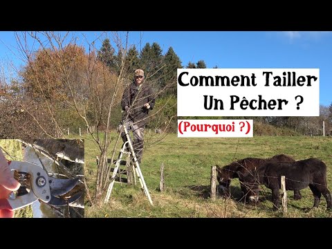 Comment tailler un pêcher ? (Pourquoi ?)