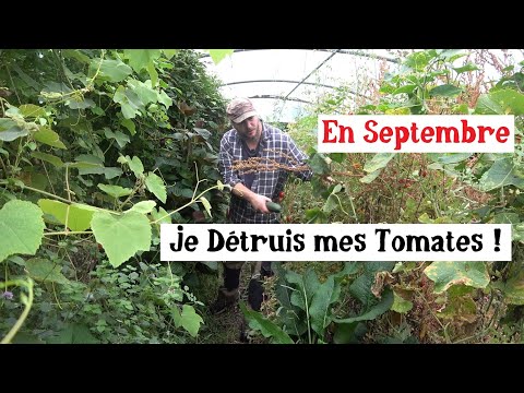 Je Détruis des Tomates en Septembre !