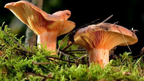 560x315_sc_lactaire-delicieux-atminh-hoang-cong