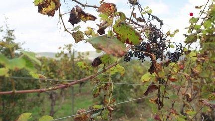 climat-avec-90-des-vignobles-du-lot-decimes-par-le-gel-les-viticulteurs-se-diversifient-6703eae8dbb48597264986