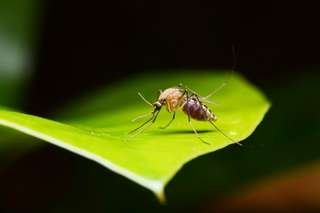 edb0a23c05_50217632_moustique-nature-insecte