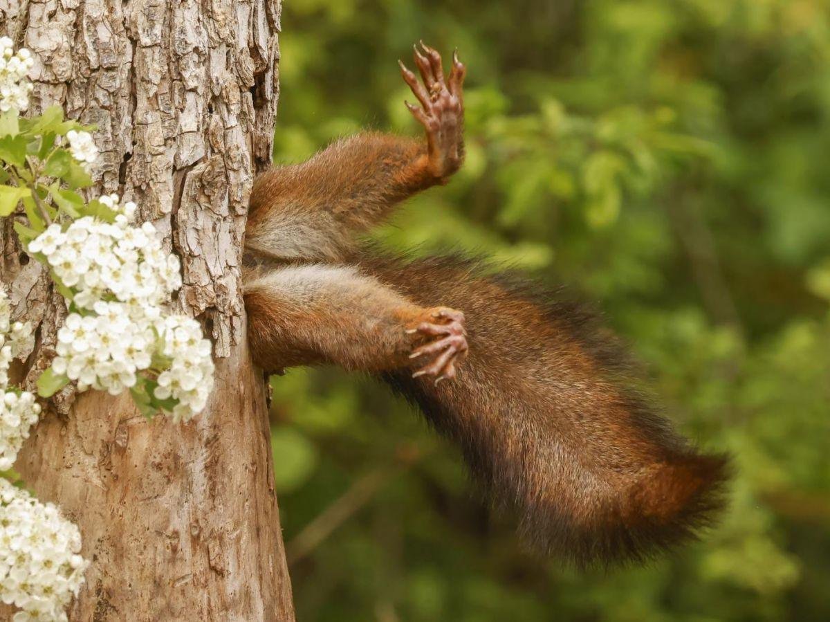 cover-r4x3w1200-675af148f1785-1-overall-winner-and-mammal-category-winner-milko-marchetti-stuck-squirrel