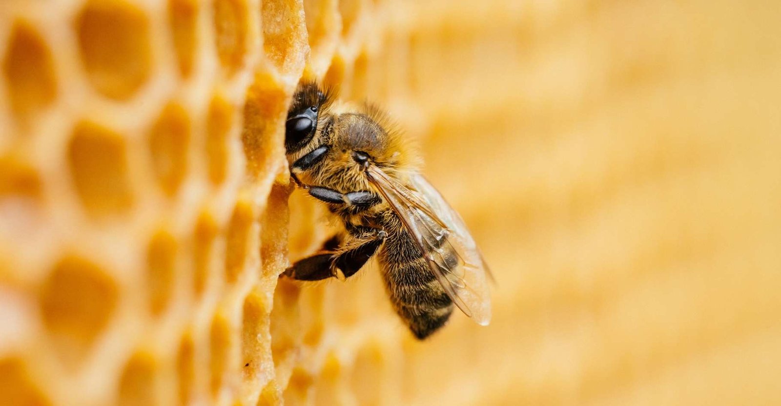 61e5032074_50231112_abeille-menaces