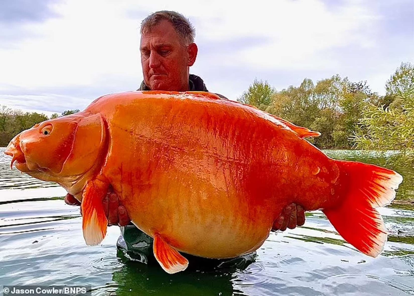 2ae0c0f6bf_50244723_poisson-rouge-hybride-copie