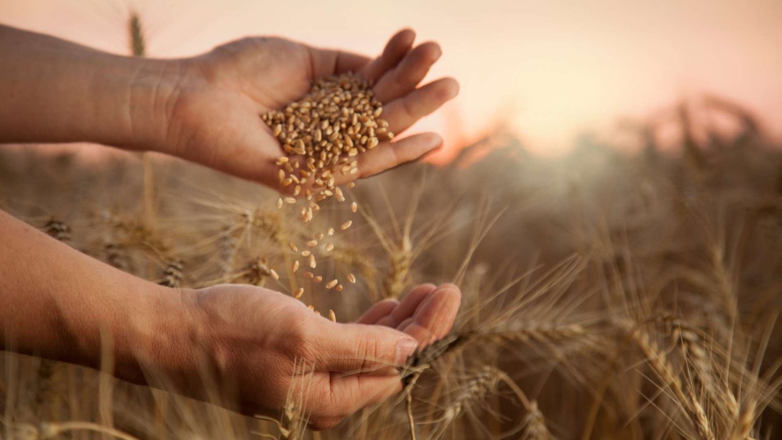 796a44a912_50244799_champ-ble-grains