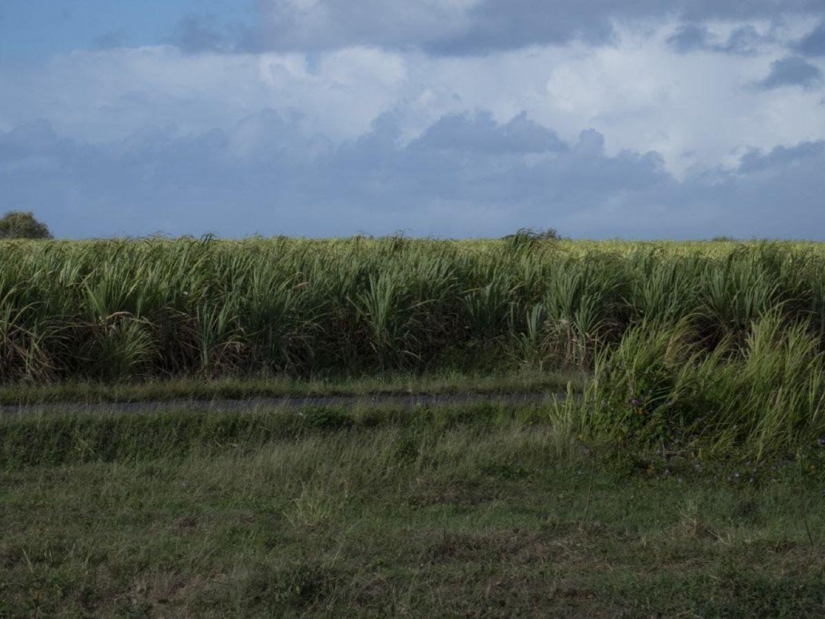 cover-r4x3w1200-68f7e05c31b8c-afp-20250328-hl-sgueymard-2717307-v1-midres-franceguadeloupesugarcane