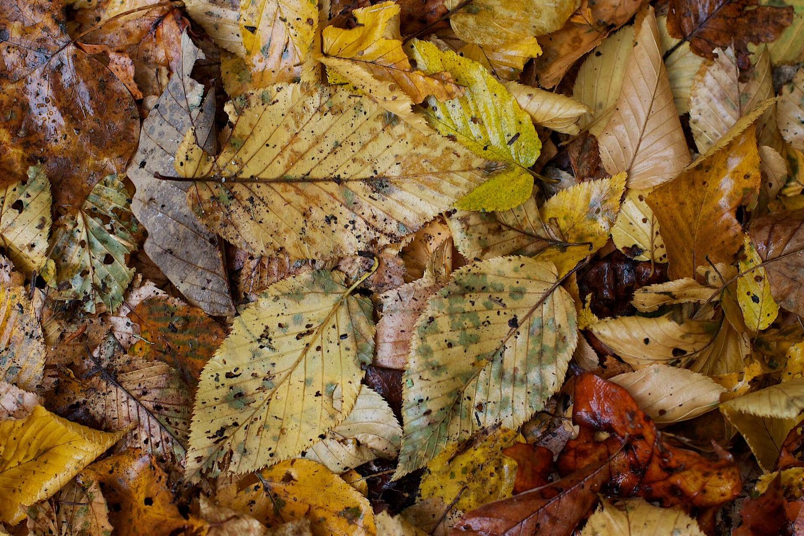 ebd94cc144_50244448_litiere-forestiere-feuilles-mortes