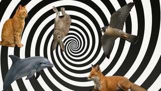 f21ecccb17_50244594_illusion-optique-animaux